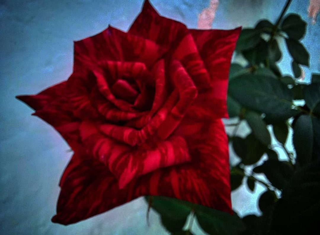 Luisfellr's tweet photo. #fhlr 
Si la naturaleza siempre nos muestra su lado más hermoso, por que tu siempre debes mostrar lo culero que puede ser la sociedad ? 
Aprendamos un poco de humildad 
P.D esta flor me encanto. Más fotos en mi instagram: https://t.co/tb9mL0MSlQ
#FelizLunesATodos https://t.co/v50pjM2ukq