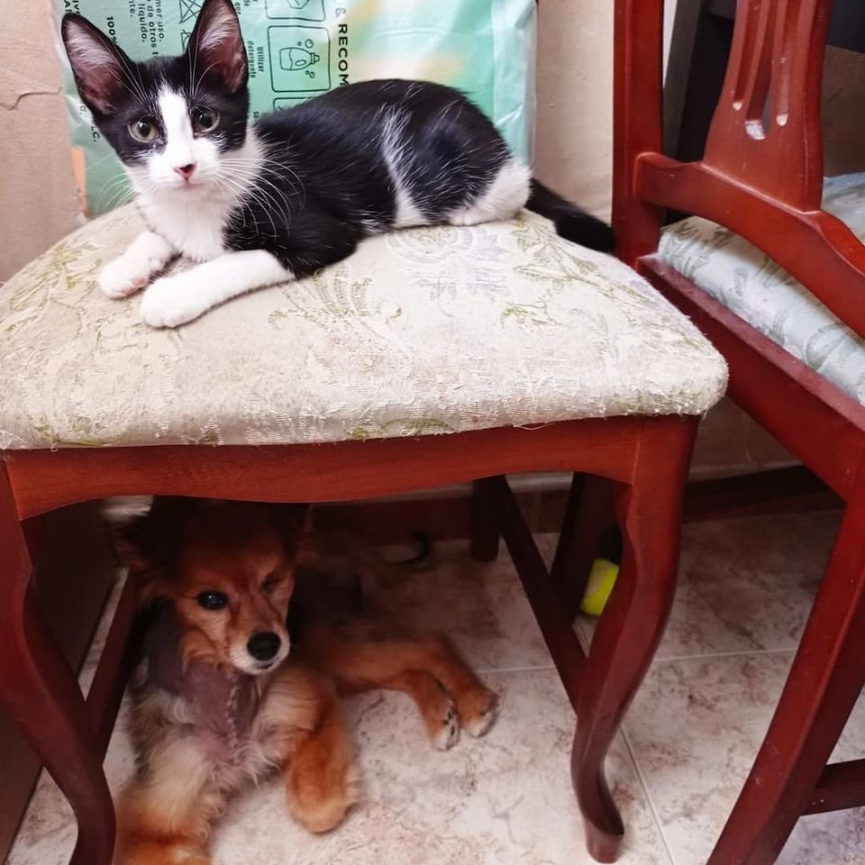 Seguimos buscando hogar definitivo para las Felipes Vaquita Mancha y Sinmancha. Ahora estan viviendo en una casa de acogida y ya son unas señoritas Se llevan genial con otros gatos y perros. Zona Xativa (Valencia)Si te interesa conocerlas escribe a adopciones@protectoraxativa.org