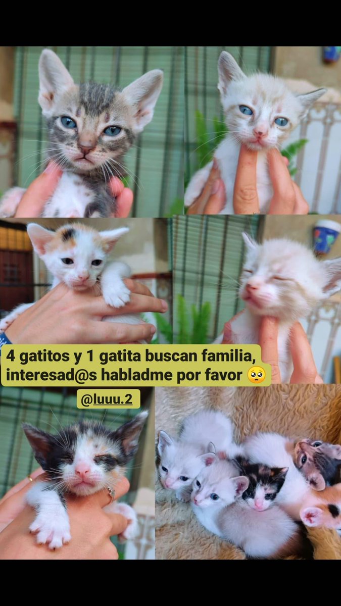 lucianiguezz's tweet image. estos 5 bebés necesitan una familia, ayudadme a difundir a estas preciosidades porfi🥺