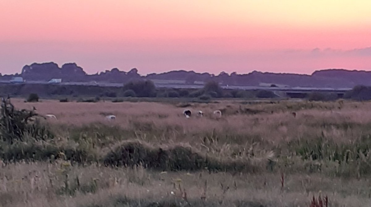 Doxey marshes cycle #litterpick. A few cows about 🐄☀️🌛