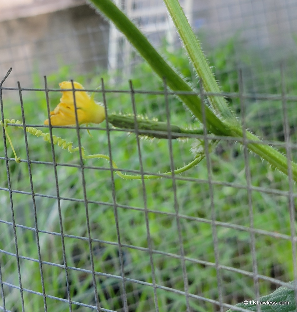 lkl's tweet image. Baby cucumber! Or should I say cutecumber? &amp;lt;3 &amp;lt;3 #joysofgardening