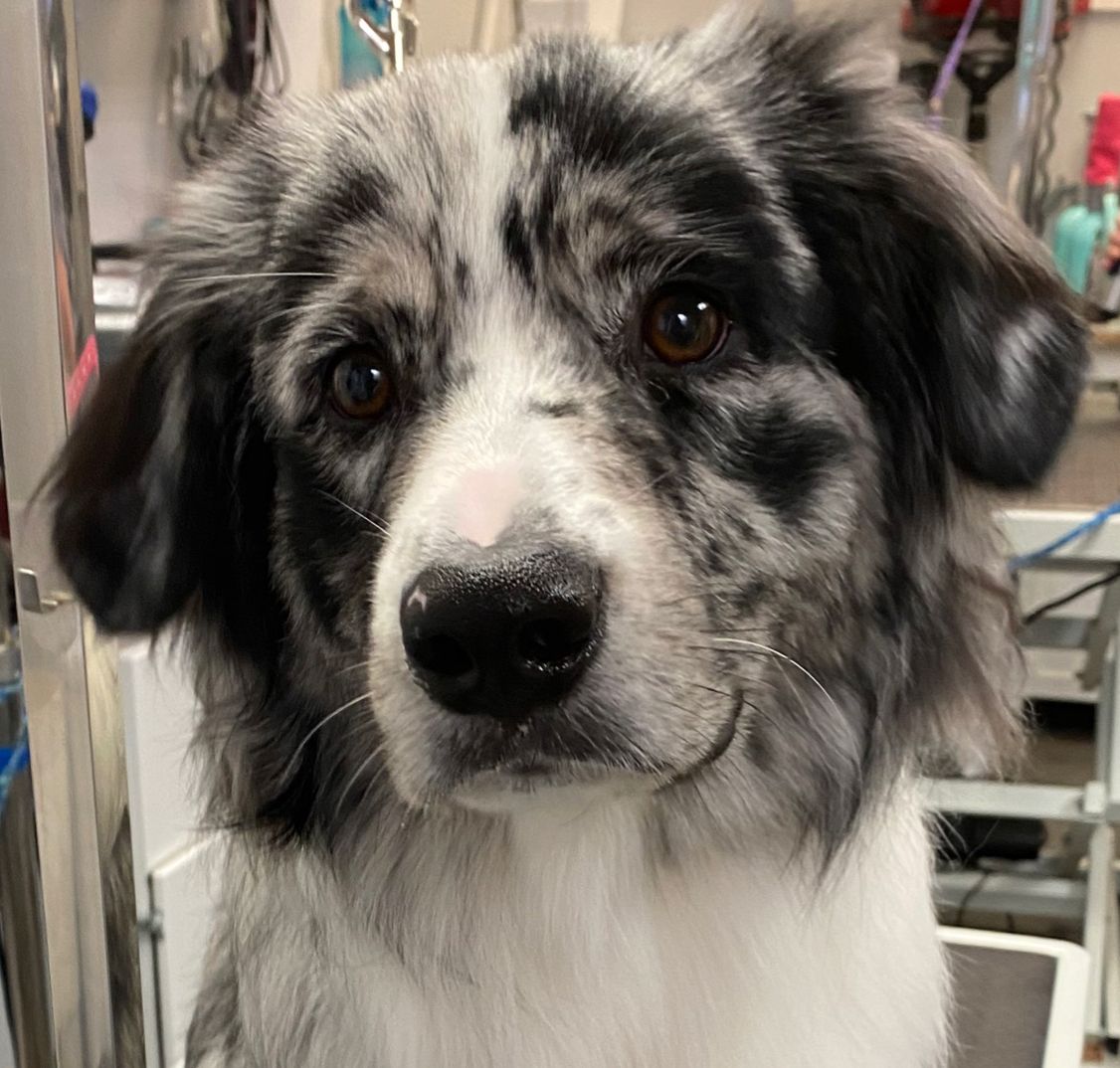 RCDgroomingNJ's tweet photo. That face makes our heart melt 💕🐶
 #dogs #doglover #doglovers #doggrooming #doggroomer #nj #newjersey #groomer #petgrooming  #ReigningNotRaining https://t.co/p63iC42xO5