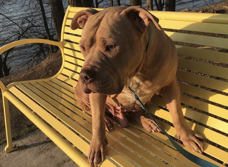 ASPIRINGMODEL20's tweet image. My big baby♥️