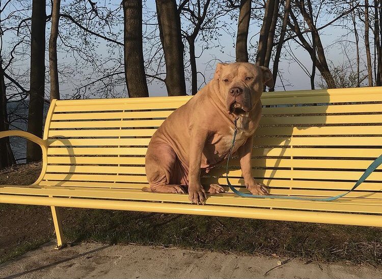 ASPIRINGMODEL20's tweet image. My big baby♥️