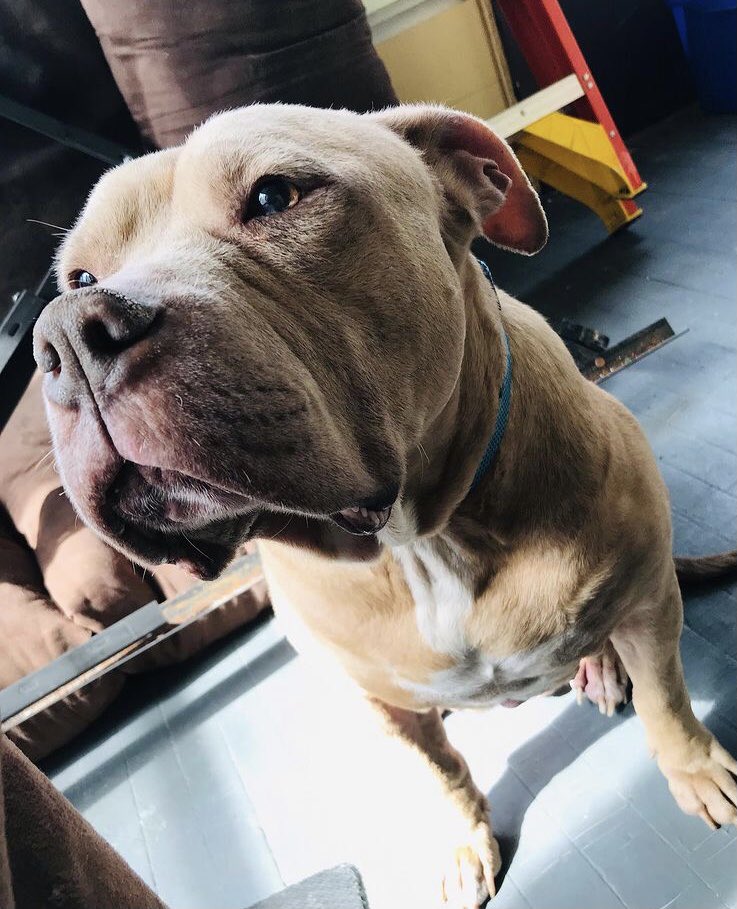 ASPIRINGMODEL20's tweet image. My big baby♥️