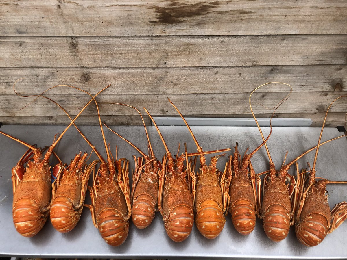 LoganRockInn's tweet image. There back on the menu at the ROCK 
🦞🦞🦞🦞🦞🦞🦞🦞🦞🦞🦞🦞@jenkins_neil @Sloanjp @InnYacht @GeorgelKevin @CornishPirates1 @RedruthRugby @PenzanceAFC @MouseholeAFC #sweltering