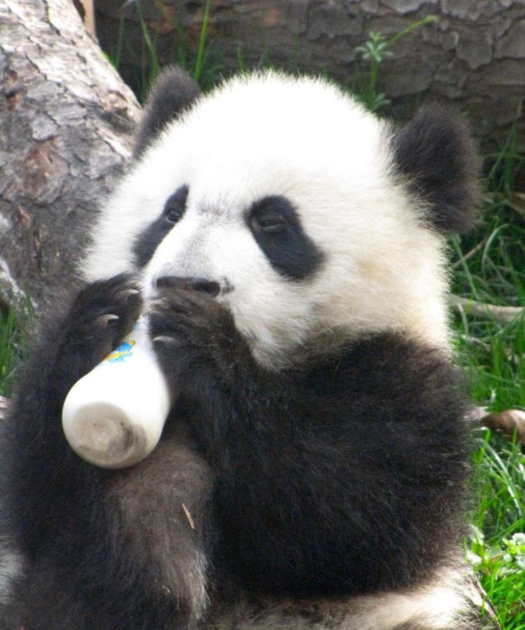  HAPPY BIRTHDAY!! Have a Picture of a Panda bear! 
