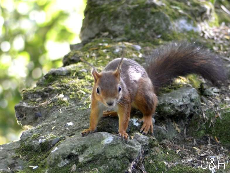 NatureMacro tweet media