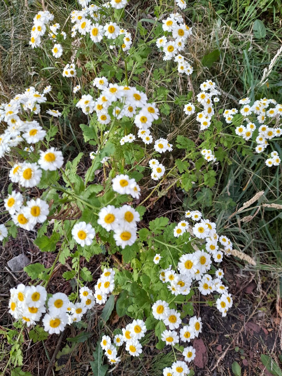 Flowers in the churchyard this afternoon <a href="/ManDioEco/">Diocese of Manchester Eco-Diocese</a> <a href="/DioManchester/">Diocese of Manchester</a> <a href="/churchofengland/">The Church of England</a>