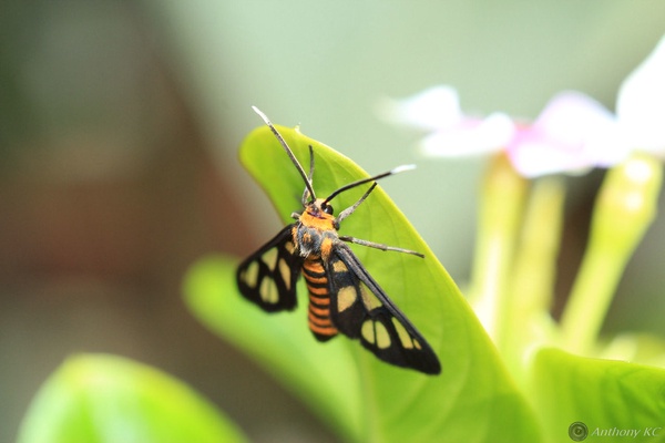 How good are you at hide and seek? No matter how many times you beat your little siblings at it, I doubt you ever resorted to resembling bird poop as a way to cheat the competition. There are not only moths that resemble bird poop but also, moss, trees, and dangerous predators!