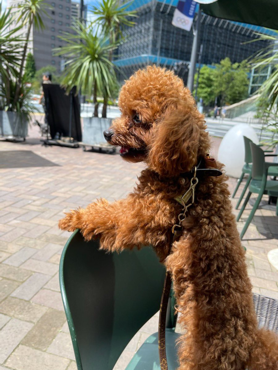 chillpepper_tv's tweet photo. GOOD MORNING CAFE & GRILL
虎ノ門
ペット同伴OKのオープンテラスでモーニング🍽🐩🐩💨
値段も料理もおいしい😋👍
#googmorningcaffe #tranomon #tranomorning #louis #withdogs #るい https://t.co/U04wpJH1HA