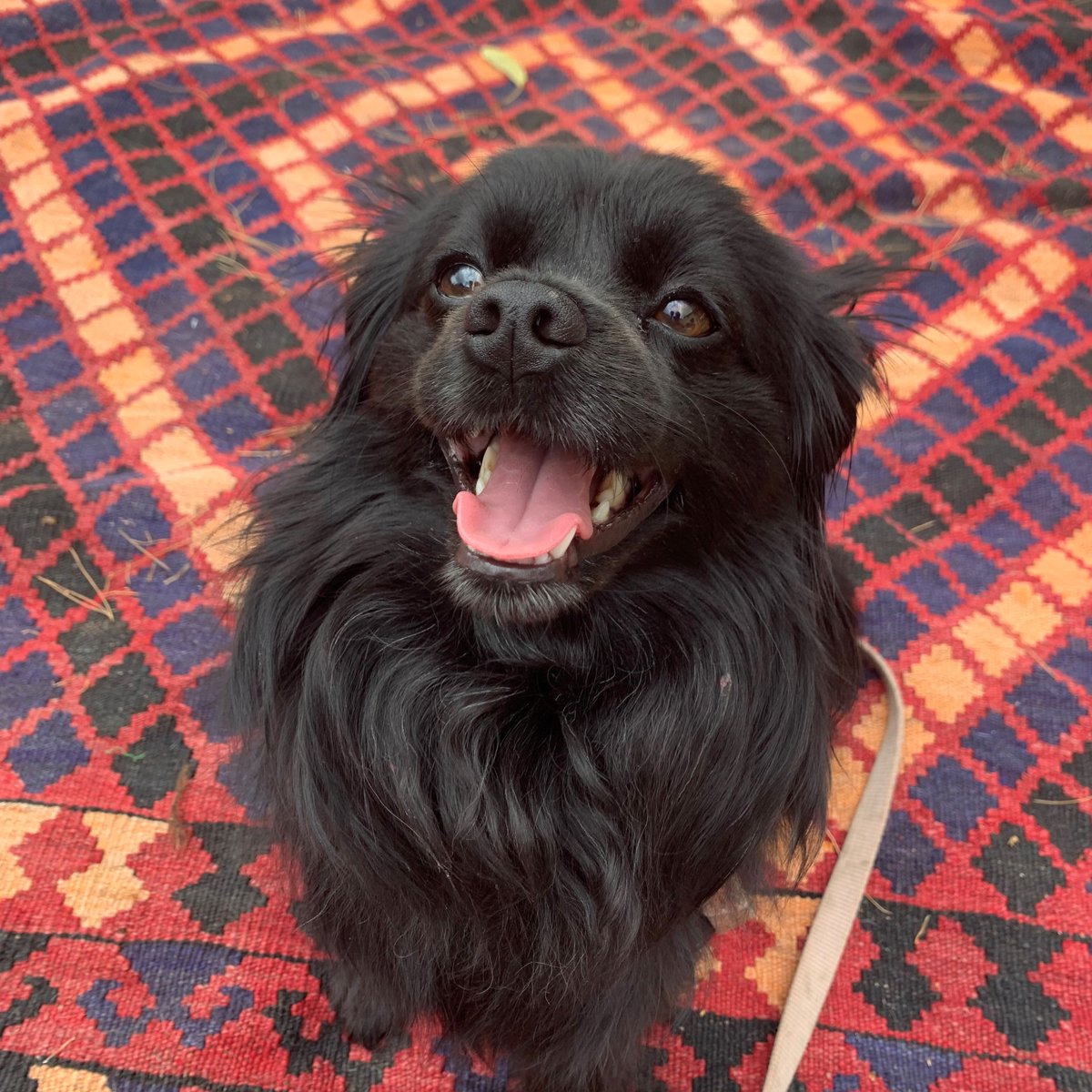 Very excited to announce that I am a recipient of the Queen Elizabeth II Graduate Scholarships in Science and Technology (QEII-GSST). Thank you for <a href="/tmedQueens/">Translational Medicine Graduate Program</a> for the nomination and <a href="/DrAnneEllis/">Dr. Ellis</a> for your endless support. Patsy is very excited for me!