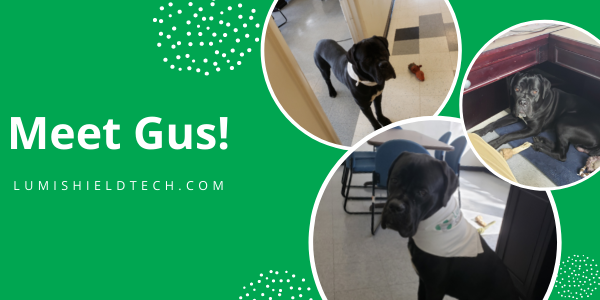 LumiShield tweet media