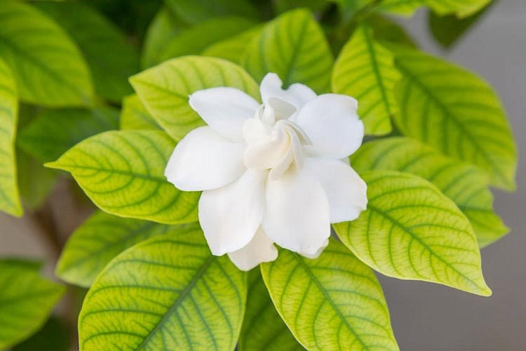_flowers4you's tweet photo. @rozainnit you have received a Gardenia! https://t.co/QlHCN2c1UD