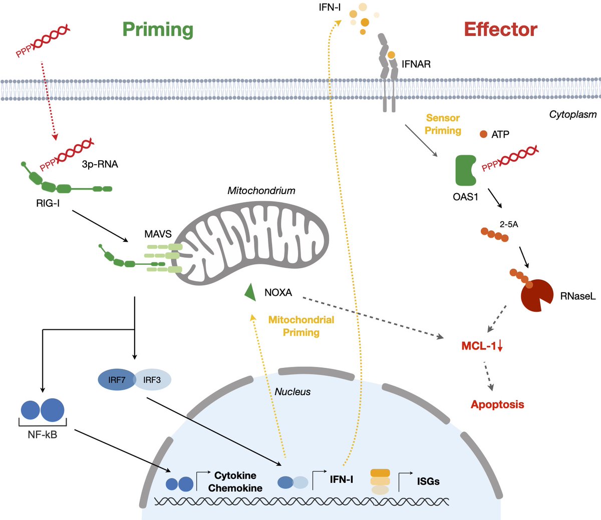 Great fun to work with <a href="/dfrboehmer/">Daniel Böhmer</a>, our wonderful collaborators and the whole team on mechanisms of RNA-induced tumor cell death, now out <a href="/SciImmunology/">Science Immunology</a> #RNA, #apoptosis
immunology.sciencemag.org/content/6/61/e…