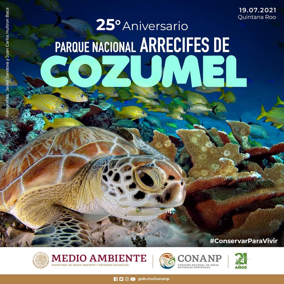 ✨Celebremos 25 años de estar sumergidos en la conservación 🎂
#ConservarParaVivir
#SumergidosEnLaConservación
#CozumelNuestroRefugio