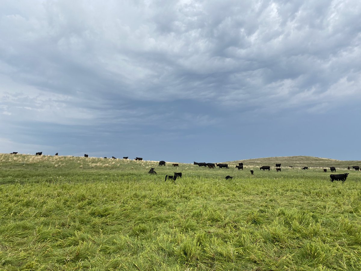 RealDuckTails's tweet image. #DYK that #grazing animals such as cattle prevent overgrowth of vegetation which encourages nutrient cycling to keep the vegetation productive and the soil and #wetlands healthy for #waterfowl and other native species?