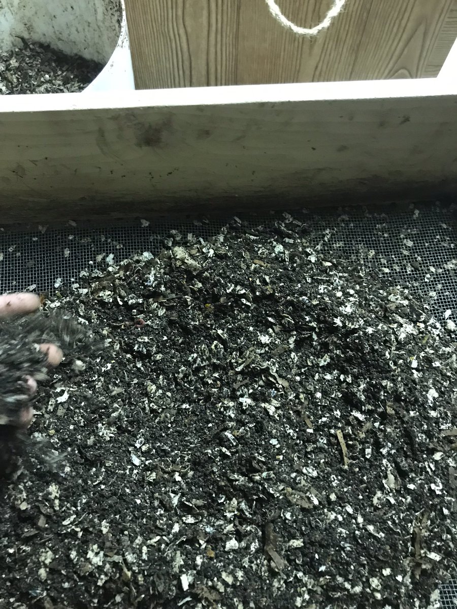 SevansWormery's tweet photo. Finishing up a small batch of #vermicompost for a special order! We ran it through both #sifters so we can get that nice #soil consistency we’re looking for. There’s nothing better than fresh #castings for your #plants!

#vermicomposting #redwigglers #worms #blackgold #allnatural https://t.co/KknVCl80mH