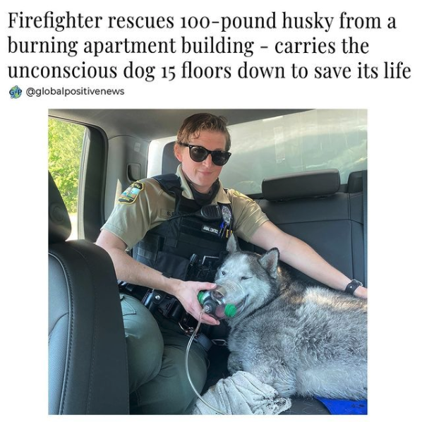 A true hero❤️ 
Via 📸 globalpositivenews
#hero #positivenews #ninjajournalist