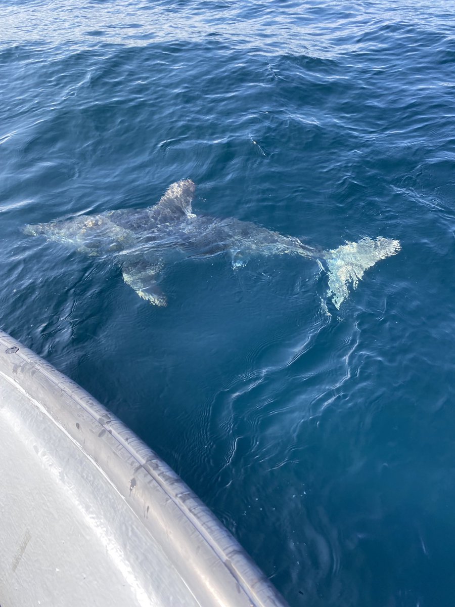 Corey Woodrow (WoodrowCorey) Twitter