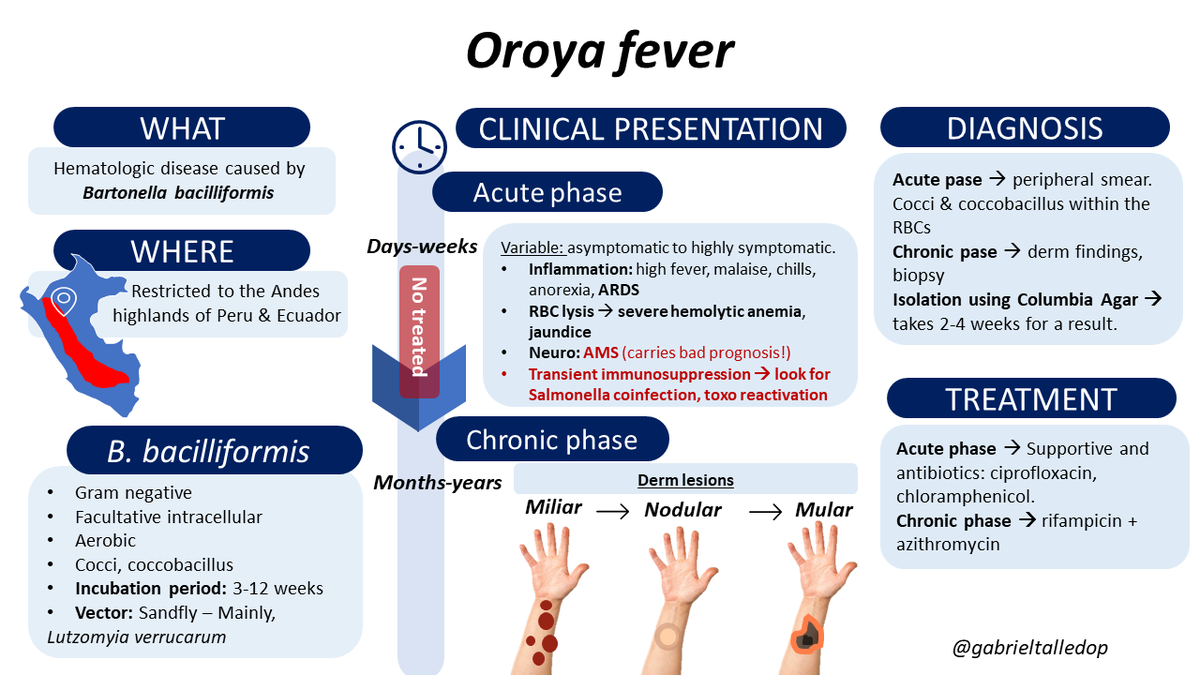 gabrieltalledop's tweet photo. My contribution as a peruvian 🇵🇪 student to the incredible #ID and #medtwitter community: Oroya fever.
Based on today´s case of @CPSolvers 
Feedback highly appreciated! https://t.co/wNqNHuEOE4