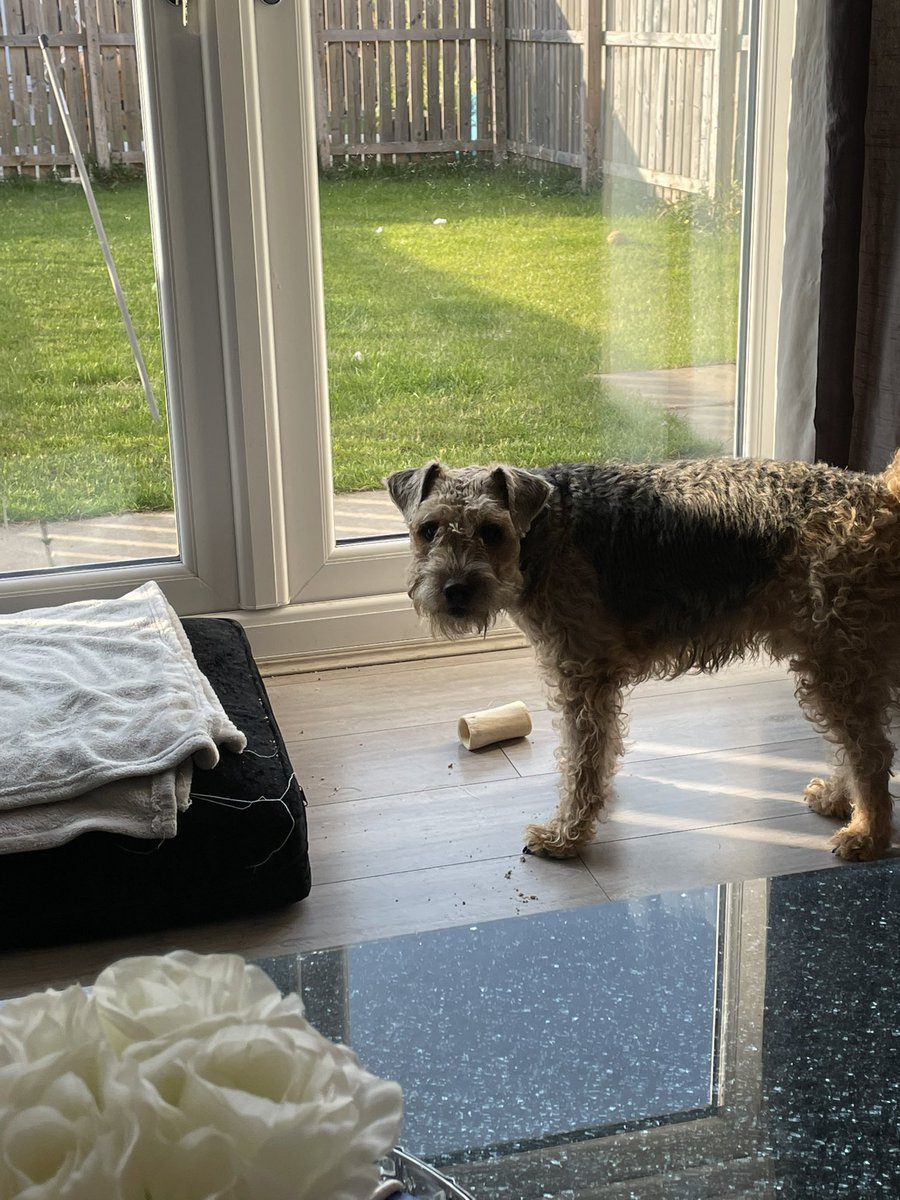 Pals the hoos did something horrible they put some of ma treats in my bone and I cannot get them out :/ Dad says it will keep me from getting bored since it’s very hot outside 🥵