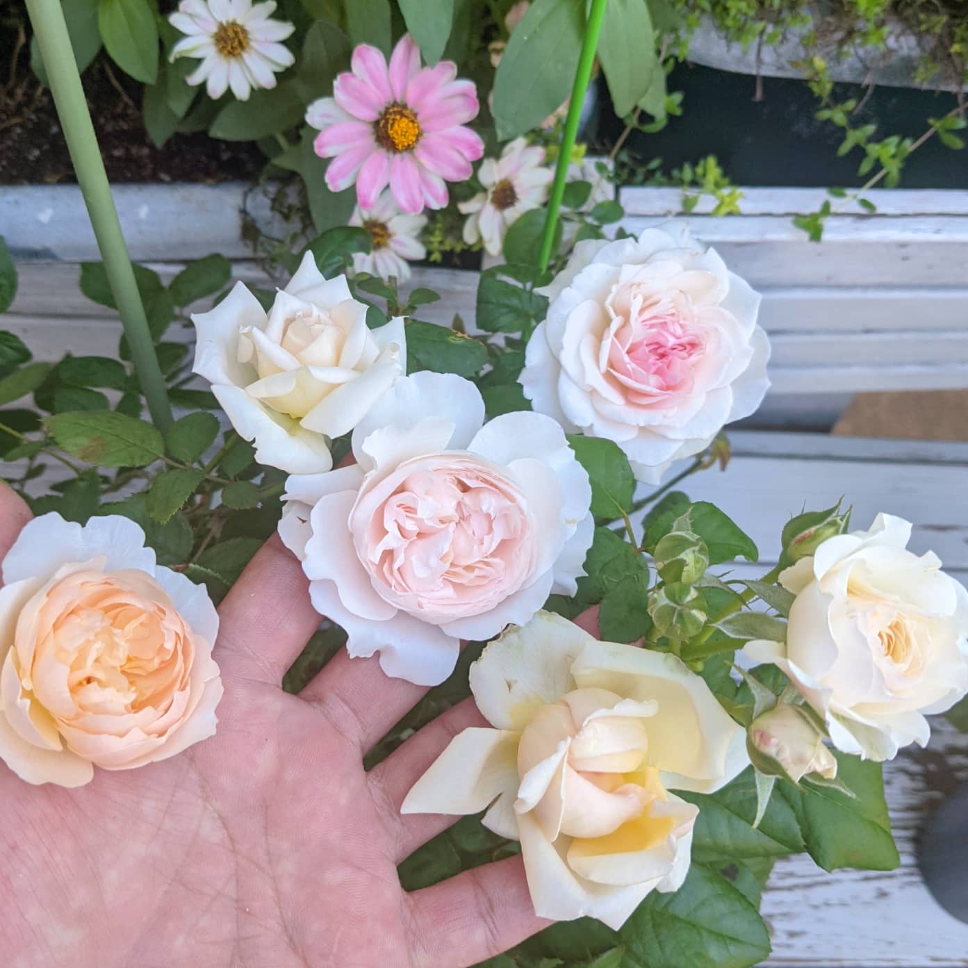 天空のバラ園 園主 今朝は似た色味の花ばっか咲いてるなと思って集合写真を撮りましたがあんまり似てなかった 笑 左からザシェパーデス ジャネット シェリル 切り花種 その右上ディムプルーデンス 小指上クレシダ 右端キーラ 切り花種 天空