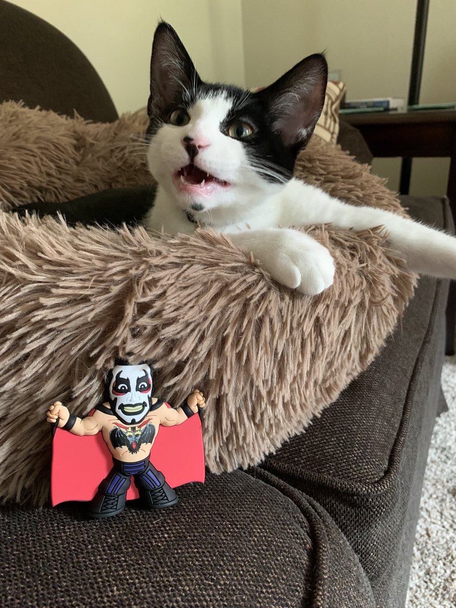 Danhausen (kittenhausen) is VERY excited his ⁦@DanhausenAD⁩ Microbrawler came from ⁦@OneHourTees⁩ today!