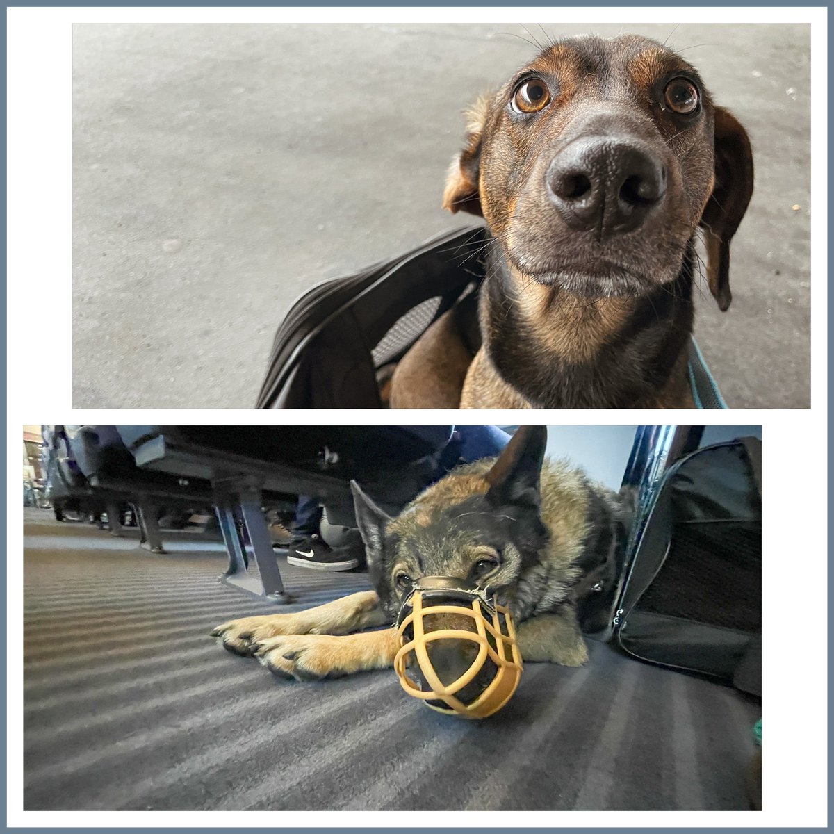 bitandbite's tweet photo. Liebe @DB_Bahn,

wahrscheinlich bin ich nicht Deine Lieblingskundin, denn ich reise in der Regel mit zwei Hunden.

Dennoch habe ich ein  paar Wünsche an Dich um #Autofrei reisen ein bisschen angenehmer zu gestalten. 1/4 https://t.co/GWN0LYZw1Q