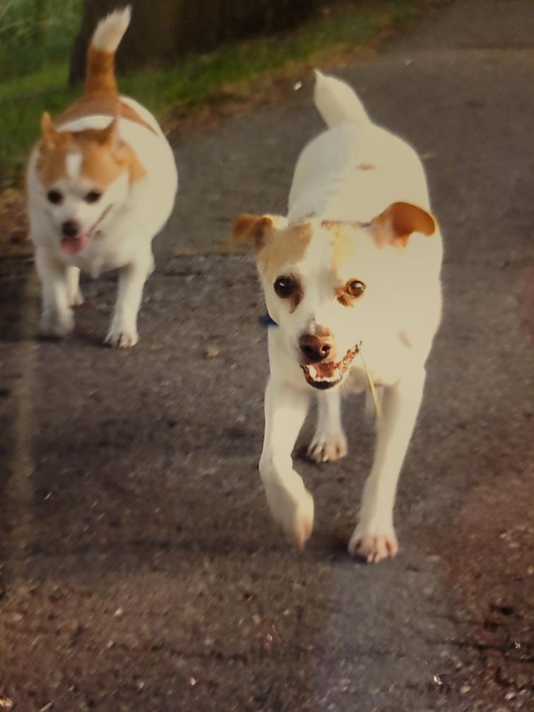 lisabuss's tweet photo. My boys are together again! May they both RIP and be happy! I miss you, Jack! 😪 https://t.co/9FpEBgf2vL