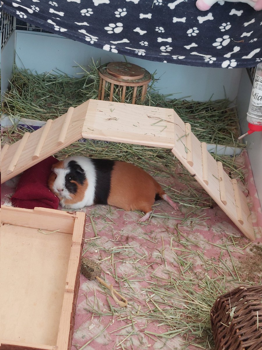 Sarahjr84's tweet photo. Really feeling the heat today. Resting her little head on the wrapped ice pack. #hotguineapig #piggypantaloons https://t.co/sgmaOvl7iq