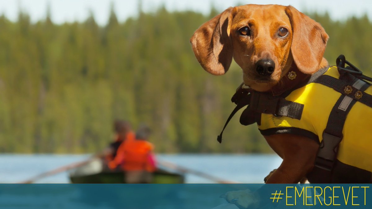 Dr Adrian Nelson-Pratt tweet media