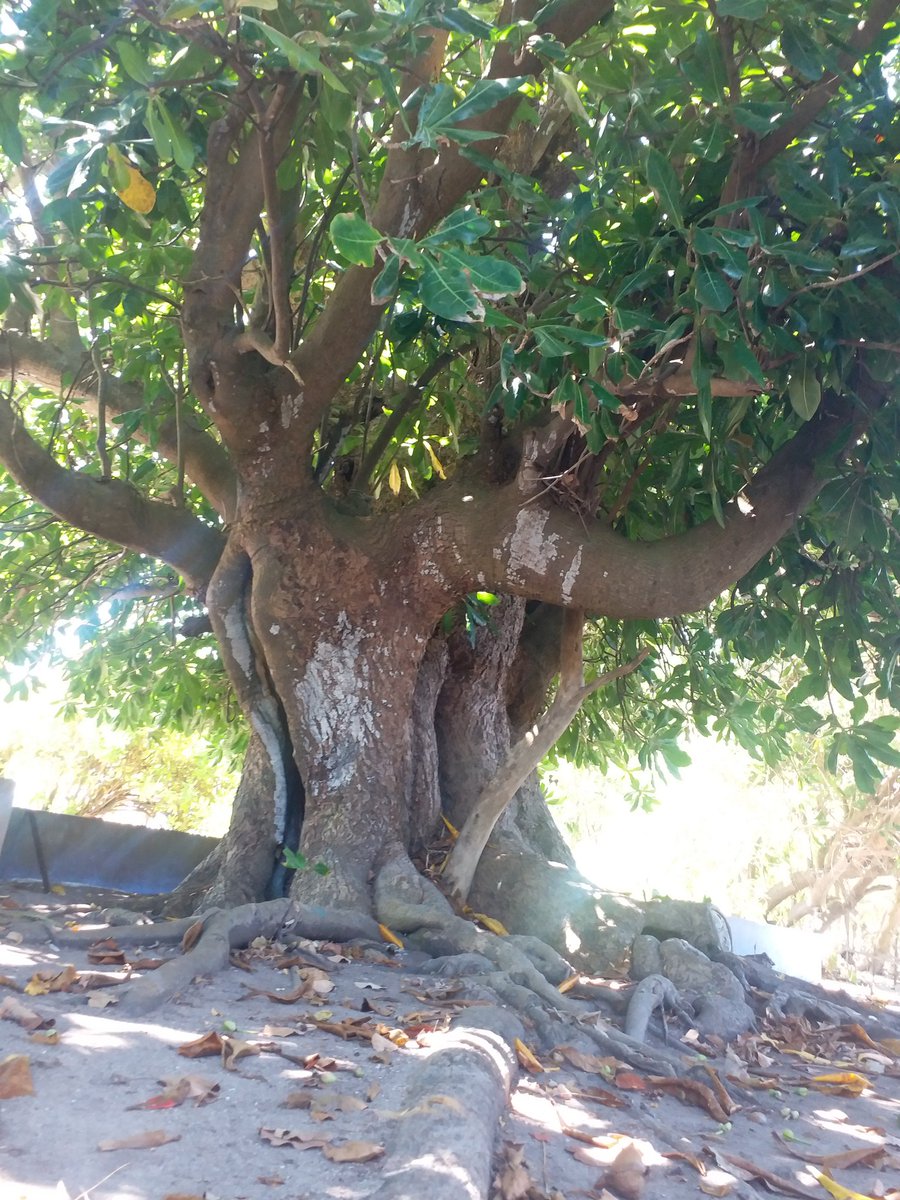 This sea poison (kin'bi) is the oldest tree in A.Dh.Dhigurah. It is believed to be around 370 years old. It is a museum piece with a number of folk stories about it from which I found the one about locals not being able to cut down the tree because it's haunted most fascinating.