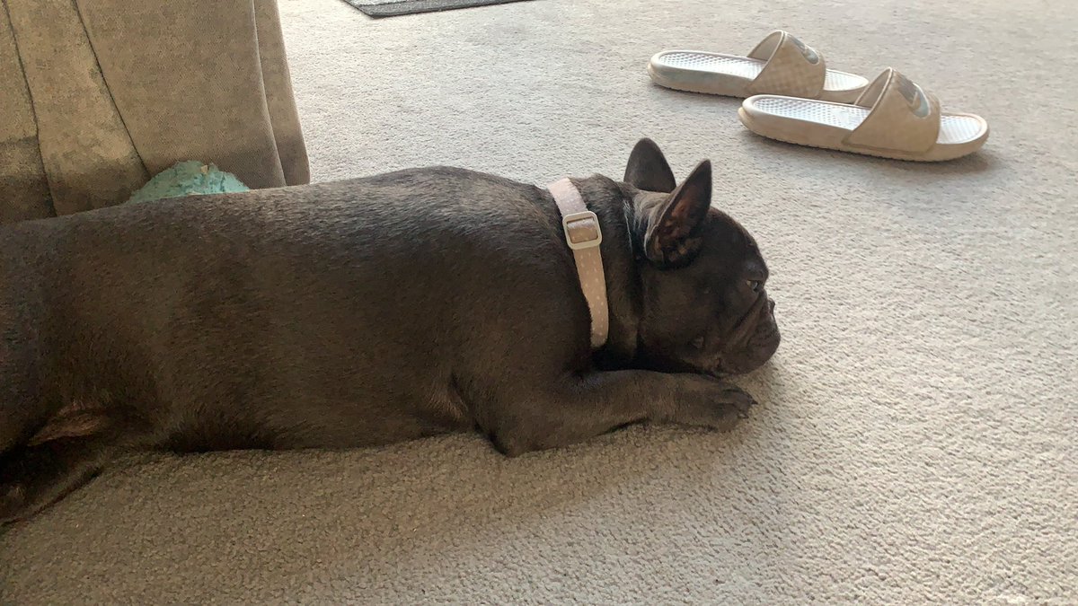 AshNev10's tweet photo. @Dominos_UK #freeDOMINOESday my wife has been home all day looking after our daughter. Tough day in the heat for them both - let’s not forget the dog ! 🐶 https://t.co/IQJuQruLMo