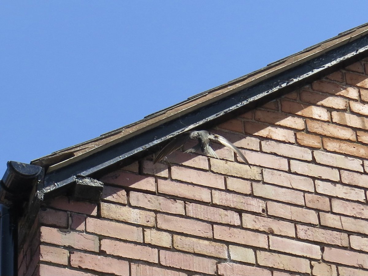 NicholasPackham's tweet image. So excited to have Swifts nesting in the eaves, they are so cool to watch, but difficult to photograph, here is one farting into the nest.

These birds never stop flying, the only time not flying is when feeding young, so much energy! Add to #Swiftmapper if also have swifts