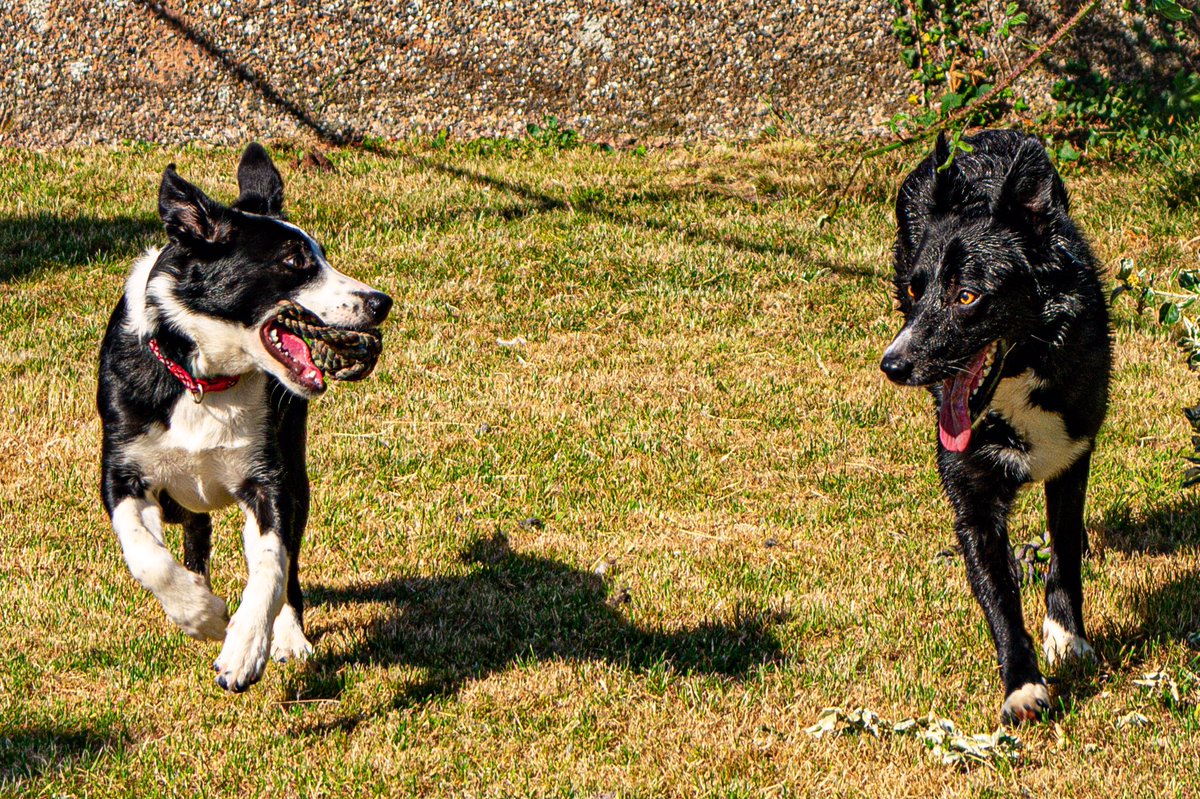 🌞🌞🌞 #BORDERCOLLIE #photooftheday #nikonphotography #lightroom