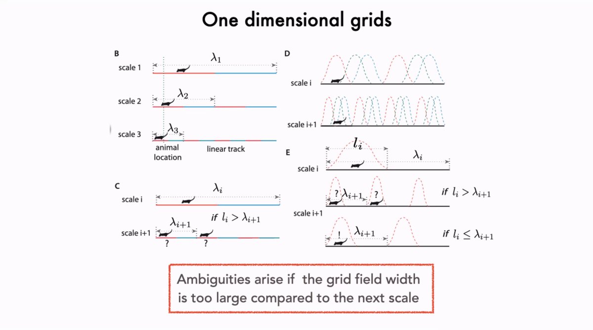 sfiscience's tweet photo. How the #brain represents #space: #GridCells in the entorhinal cortex appear to form a two-dimensional, fuzzy, neural number system — encoding distance at scales optimized according to evolutionary relevance.
Vijay Balasubramanian (@Penn) speaking at SFI:
https://t.co/9QtyzsJiEN https://t.co/3PSCX6GK7n