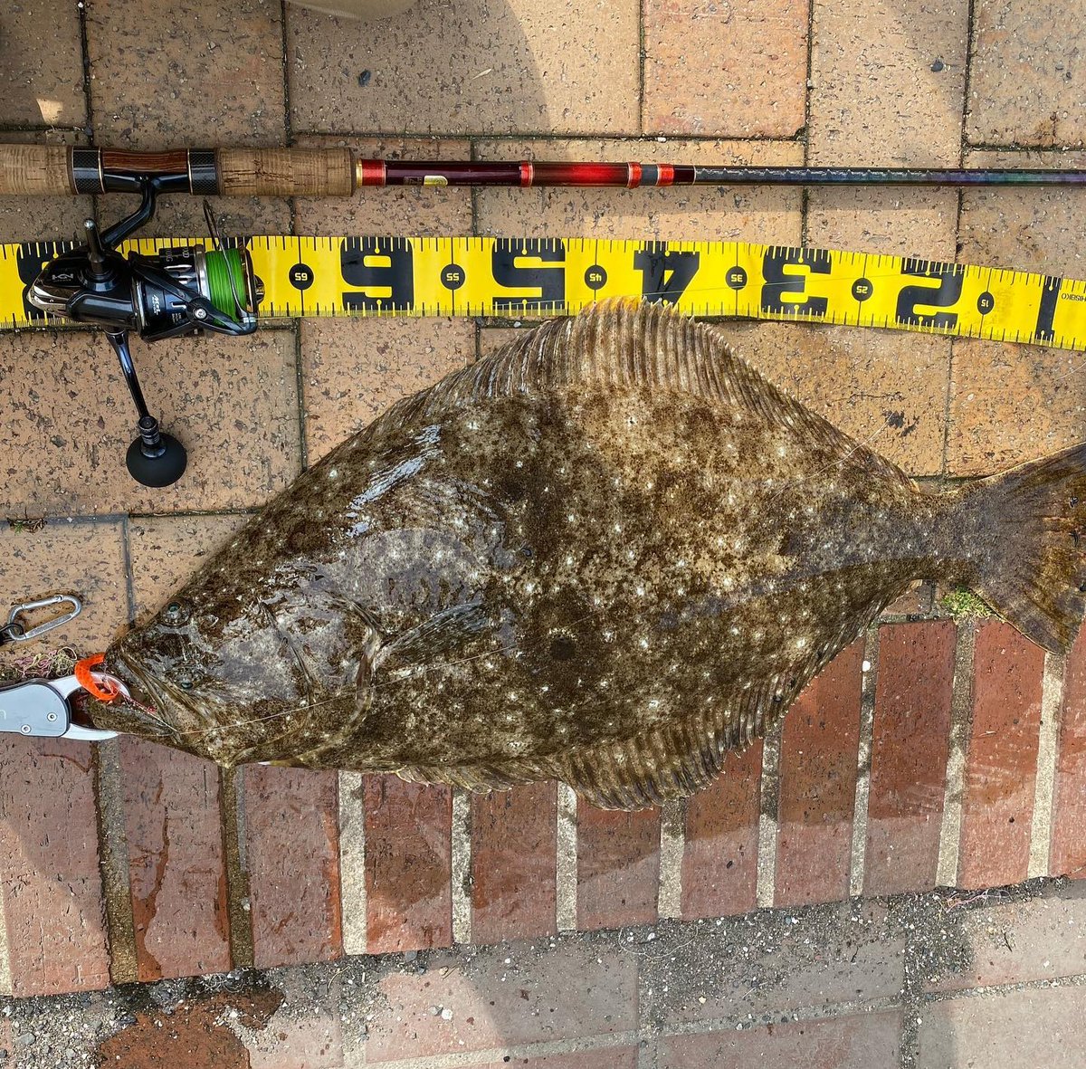 GAMISAN18's tweet photo. @gastan48 弟子は某所で投げラバでボコボコに釣ってますよ🎣
しかも短時間釣行で😅 https://t.co/KJL8Emg0An
