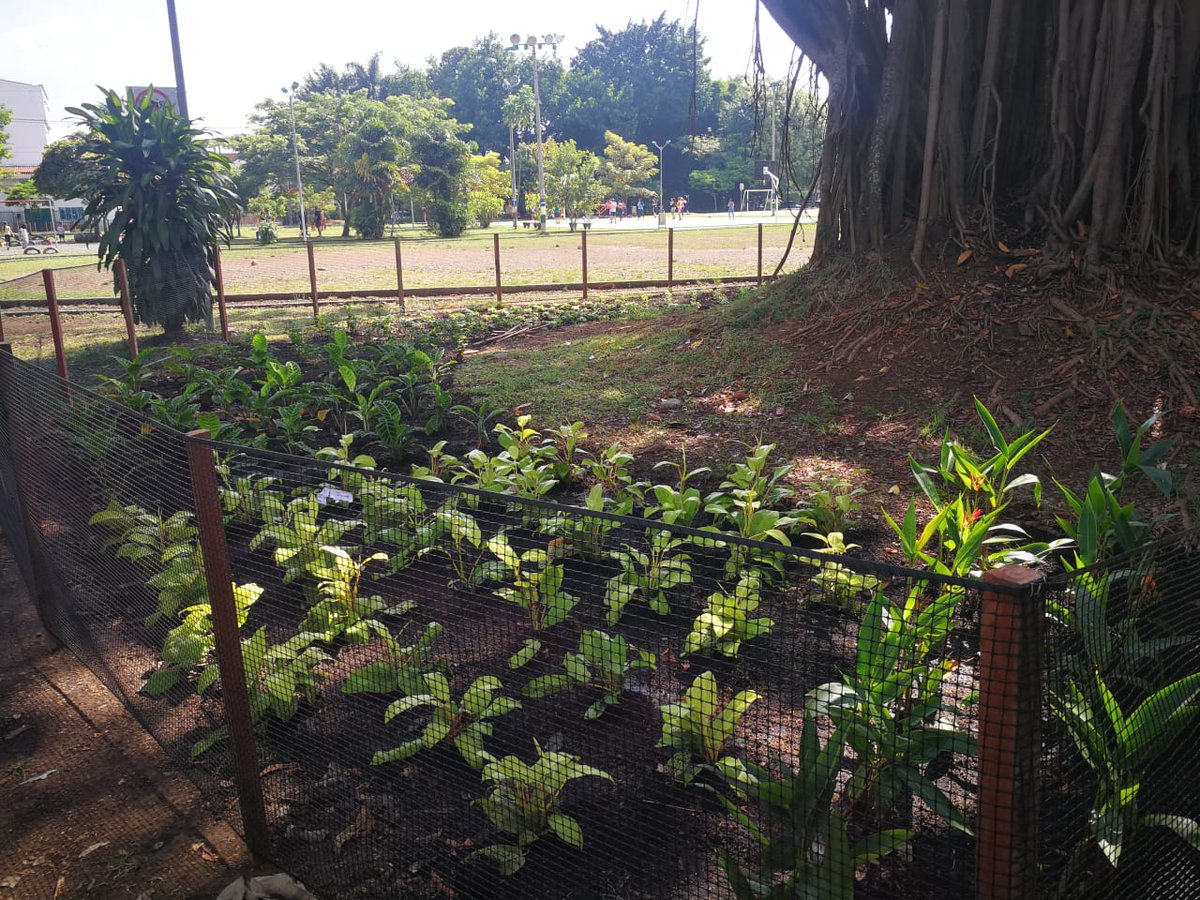 JACElRefugio's tweet photo. ¡Qué lindo está quedando nuestro Bosque Urbano Alcibíades Libreros Varela!
Desde la JAC del Barrio El Refugio destacamos y agradecemos la excelente intervención al árbol de caucho que está junto a la Iglesia Divino Salvador. 
Continuamos apoyando este proyecto ambiental. https://t.co/o3VOMrmJdo