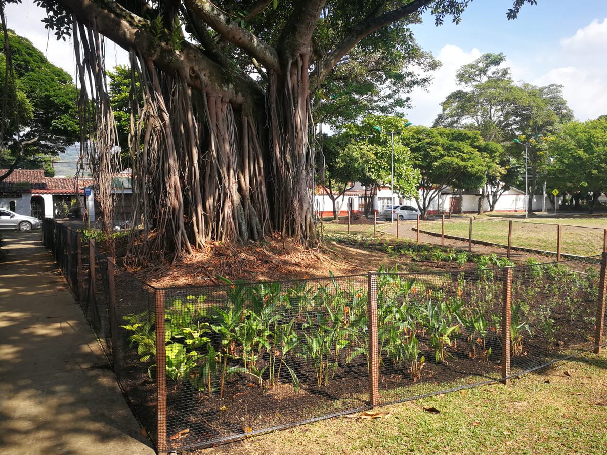 ¡Qué lindo está quedando nuestro Bosque Urbano Alcibíades Libreros Varela!
Desde la JAC del Barrio El Refugio destacamos y agradecemos la excelente intervención al árbol de caucho que está junto a la Iglesia Divino Salvador. 
Continuamos apoyando este proyecto ambiental.