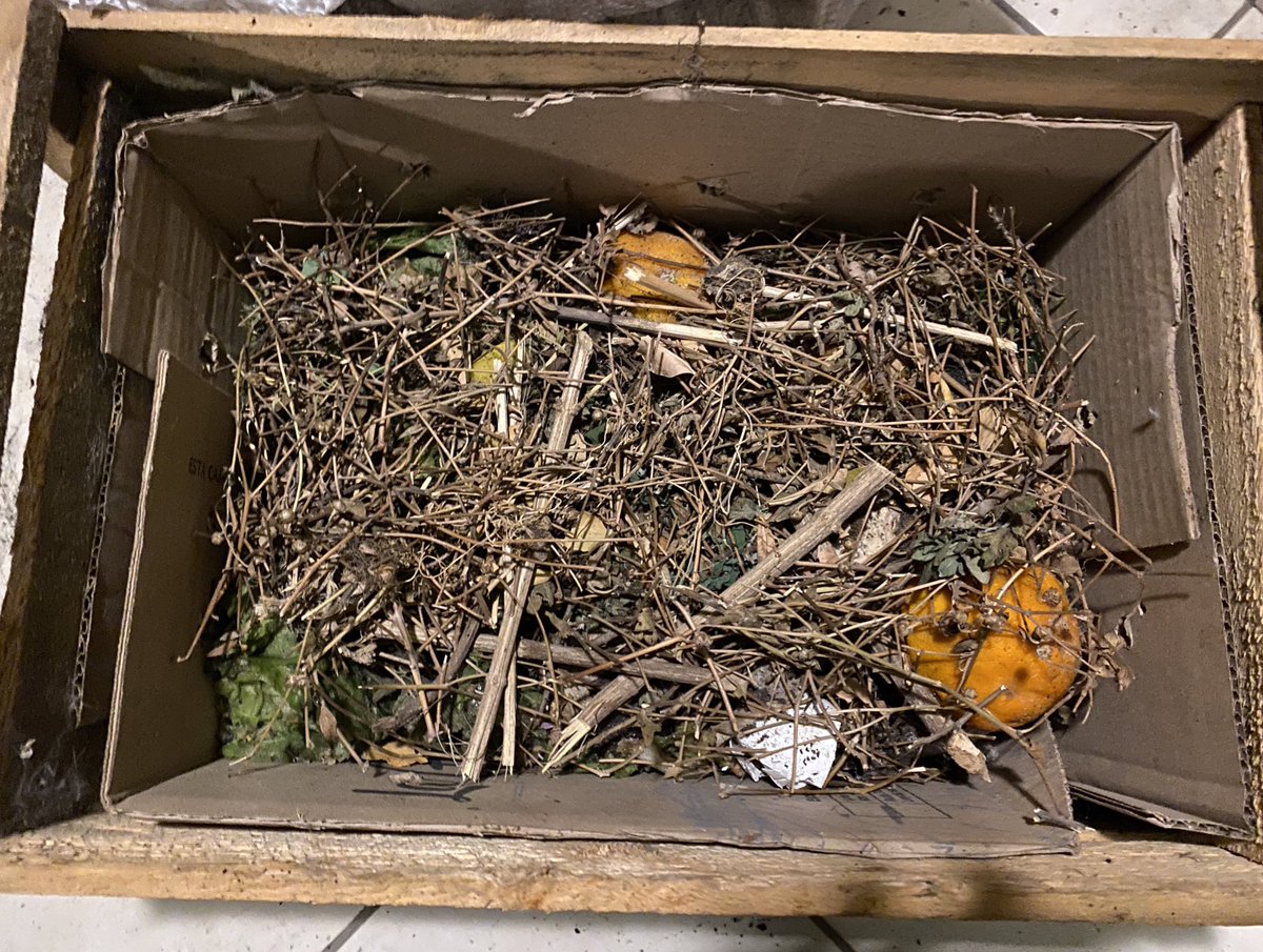 mireyaxsantiago's tweet image. El 27 de junio inicié mi pequeña compostera en mi balcón. Hoy comienzo a ver su avance. Es increíble cómo la naturaleza convierte todo en energía. 🍃🍂🍃🍂🌱🌱#CambioClimatico #AccionClimatica #Compostera #BarriosSustentables #EcoBarrios