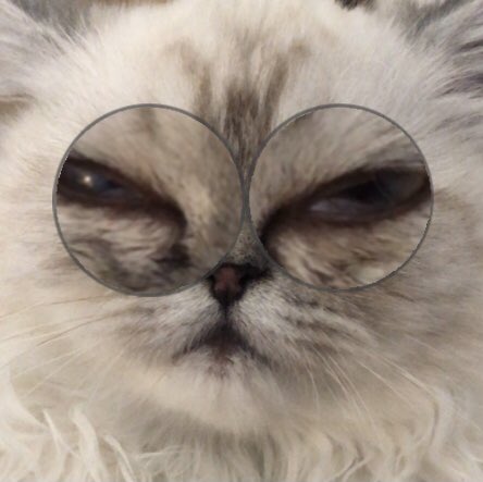 Теперь это аккаунт моей кошки