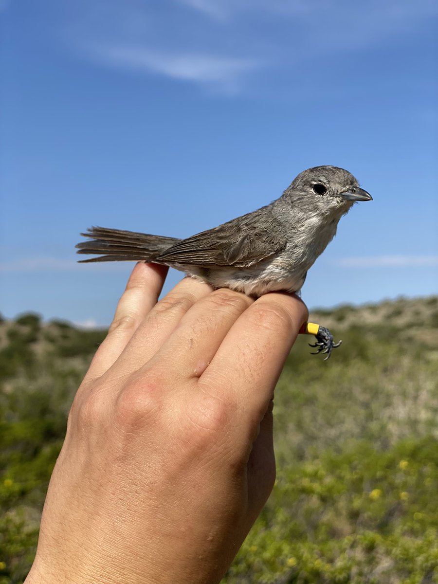 Silas Fischer 🐦 ⚧ tweet media