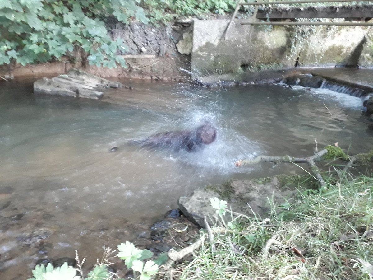 RobJames68's tweet photo. Happiness is... a stream to cool down in on a hot day #Morcott #Rutland #HappyDog https://t.co/Kt37dv8bl9