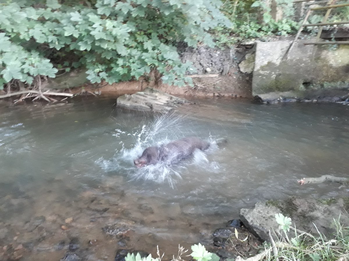 RobJames68's tweet photo. Happiness is... a stream to cool down in on a hot day #Morcott #Rutland #HappyDog https://t.co/Kt37dv8bl9