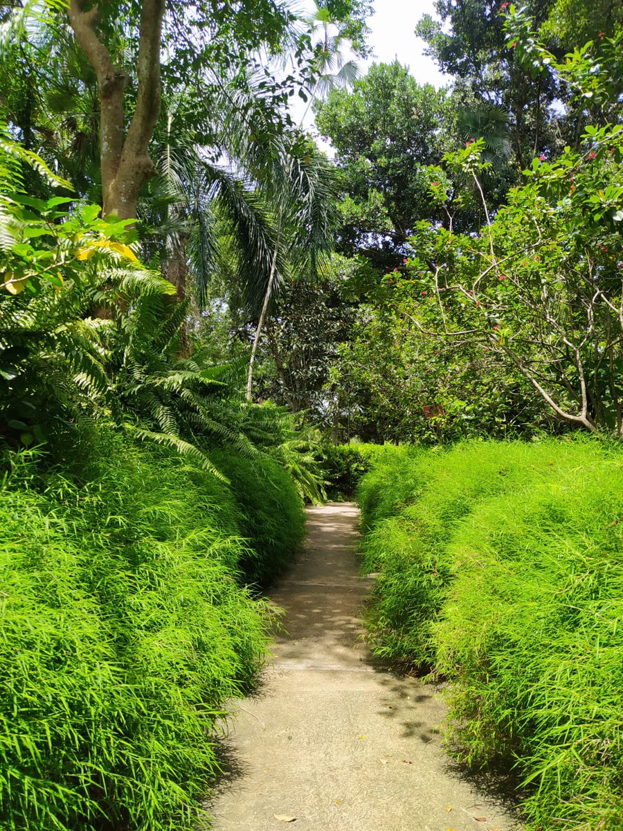 JardinBotanicRD's tweet photo. Te invitamos a visitar nuestro Jardín y disfrútar el verde esperanza de la naturaleza. https://t.co/qlfQ2He8eB