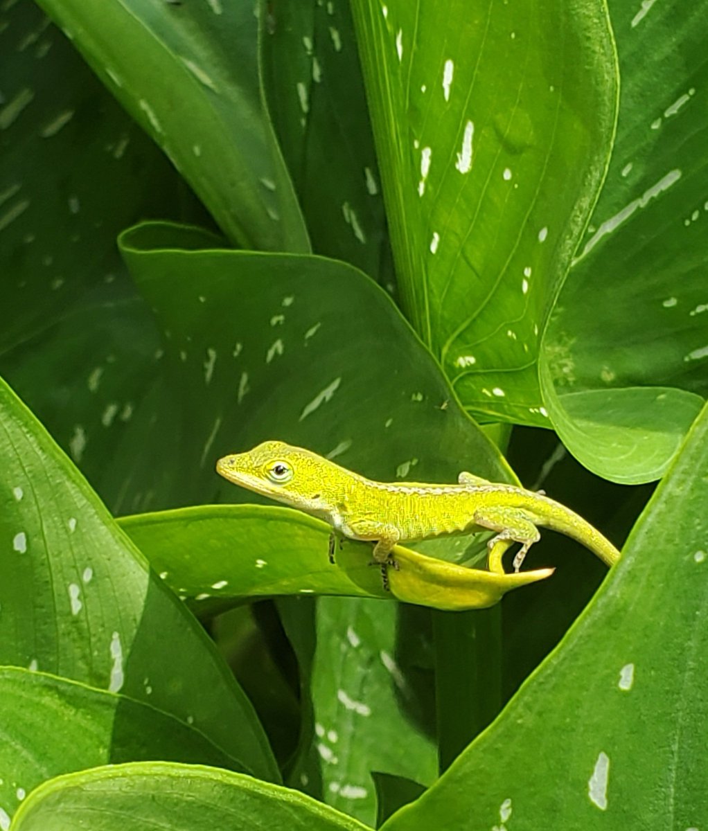 coachdomer's tweet photo. Baby Green Anole. #reptiles #reptile  #lizards #nature #NaturePhotography https://t.co/v0igxsJWg3