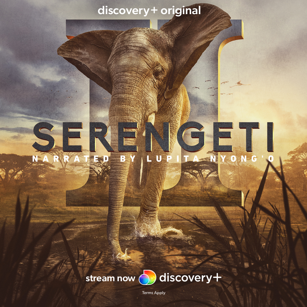 HarneyTea's tweet photo. We’re super excited to be partnering with @discoveryplus again to celebrate the return of their epic series, SERENGETI II.
#discovery #Africa #documentary #series #thisistea #harneyteatribe https://t.co/tojPEZArhV