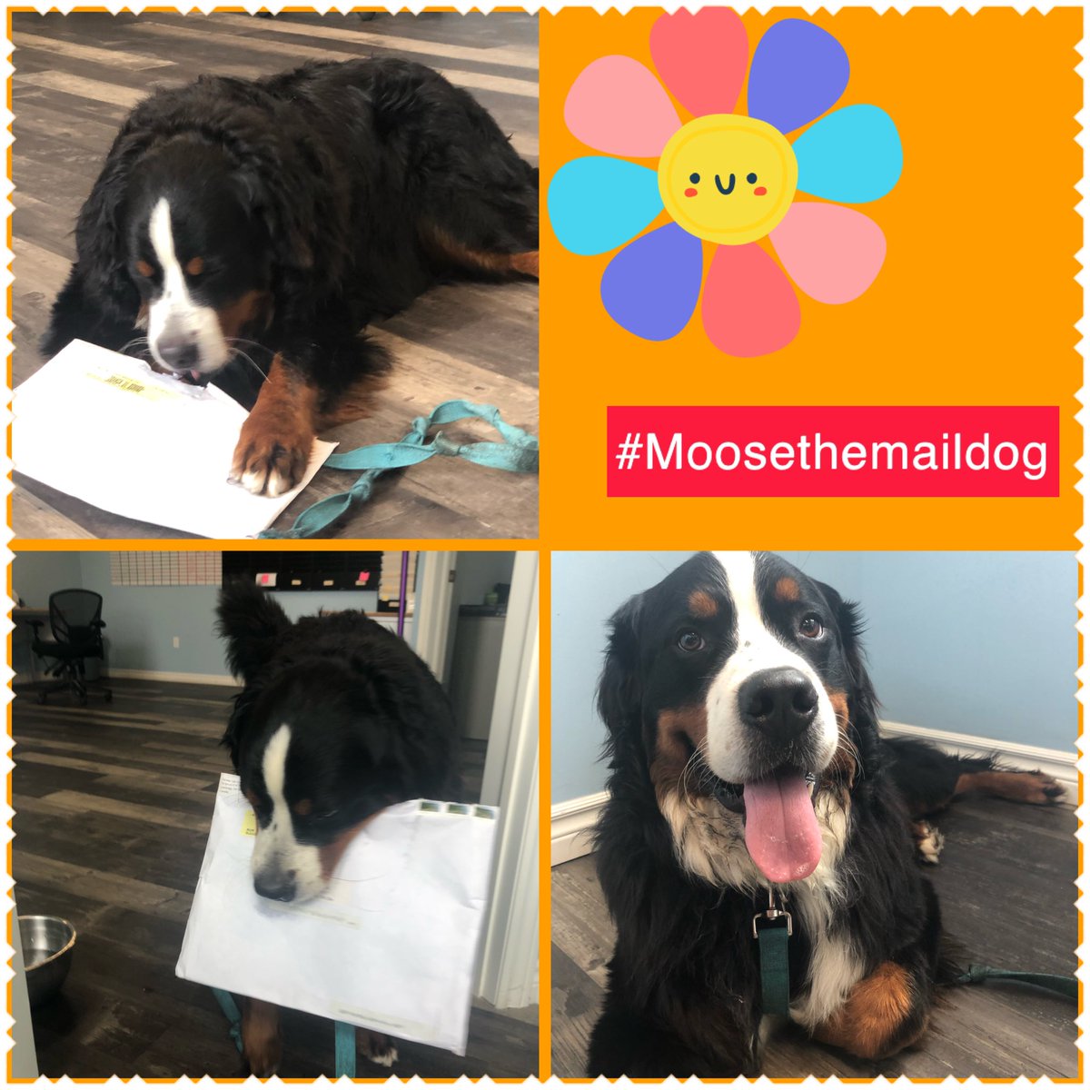 We love when the furry helpers come to work. Meet Moose. He takes care of the mail and specializes in treat quality control. #moosethemaildog #DogsofTwittter #mailman #workdog
