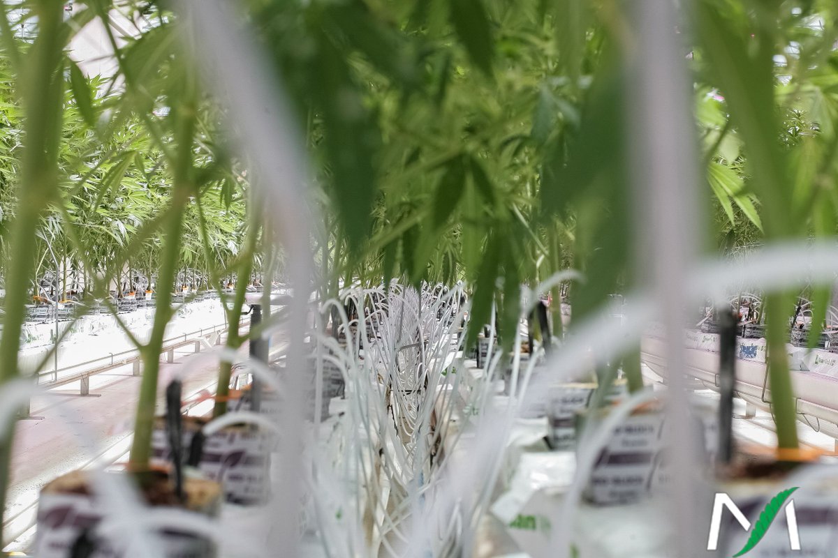 A photo time-lapse of one of our many rows. #TeamMedisun members get these views on a weekly basis as our cultivars thrive.
.
.
#cannabiscommunity #canadiancannabis #cannabisconnoisseur #cannabiseducation #cannabislove #sativa #marijuanaindustry
